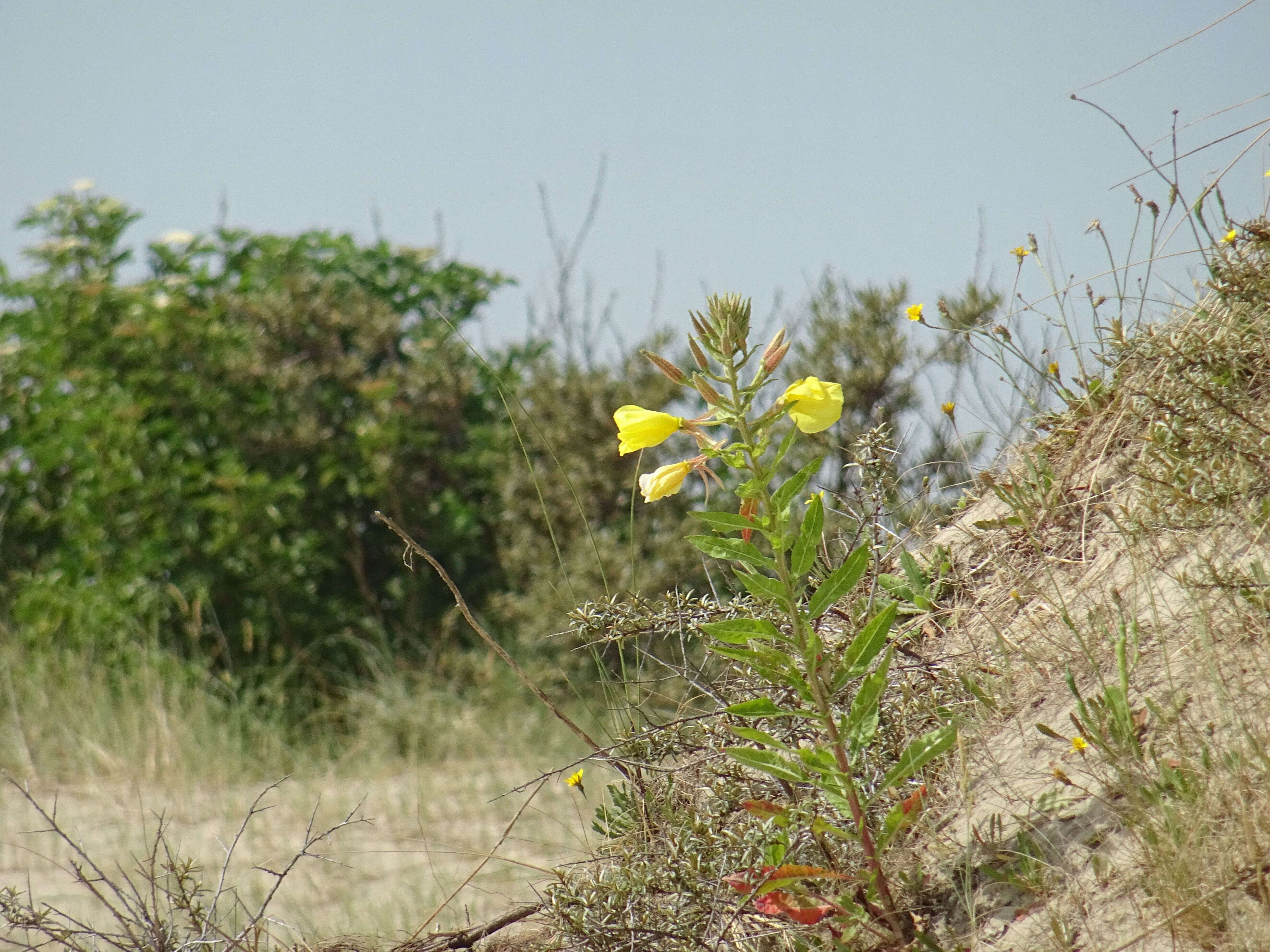 Imagem de Oenothera biennis L.