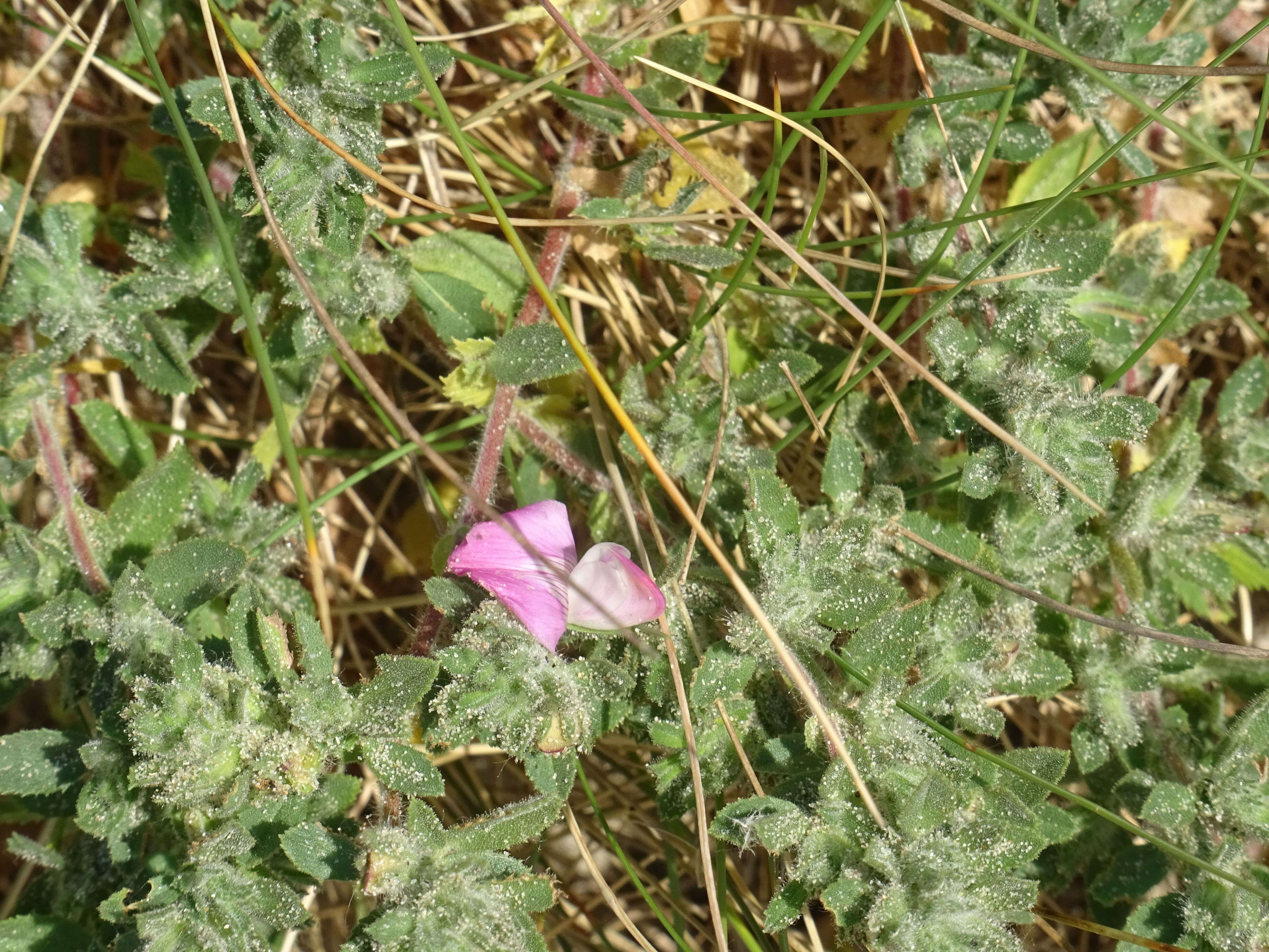 Ononis spinosa subsp. procurrens (Wallr.) Briq.的圖片