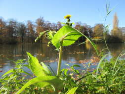 Plancia ëd Sonchus asper (L.) Hill