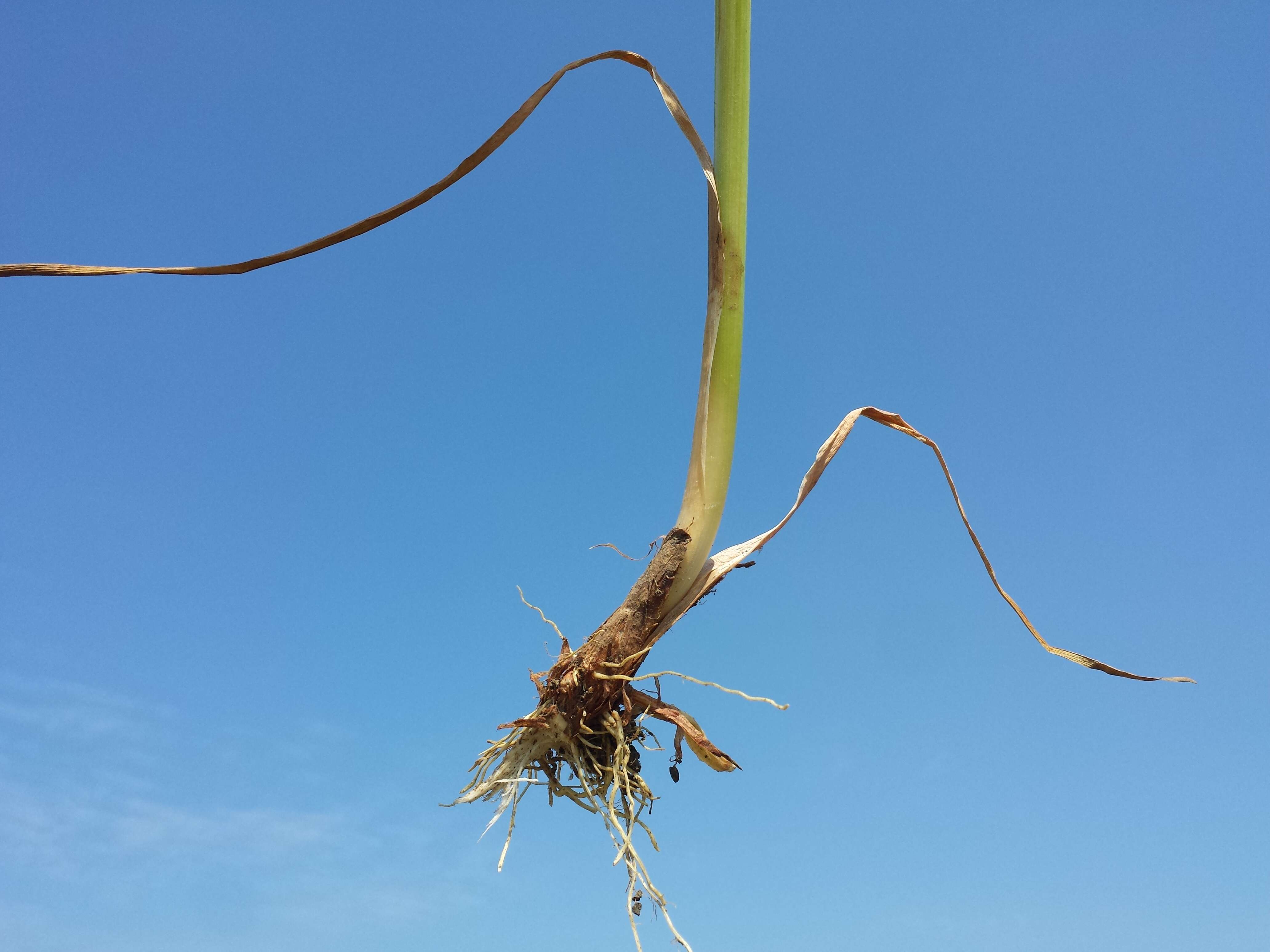 Image of graceful cattail