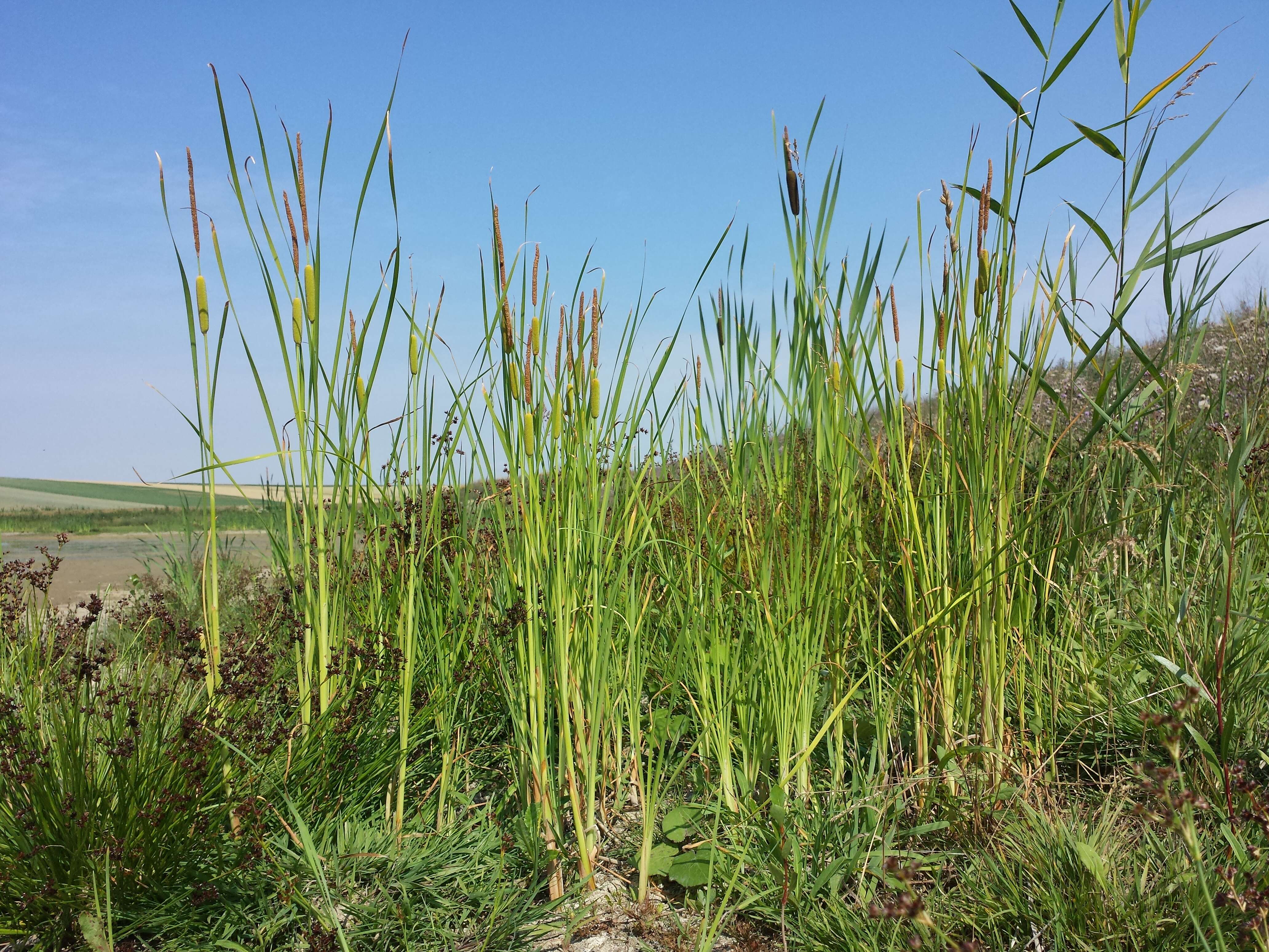 Image of graceful cattail