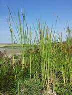 Image of graceful cattail