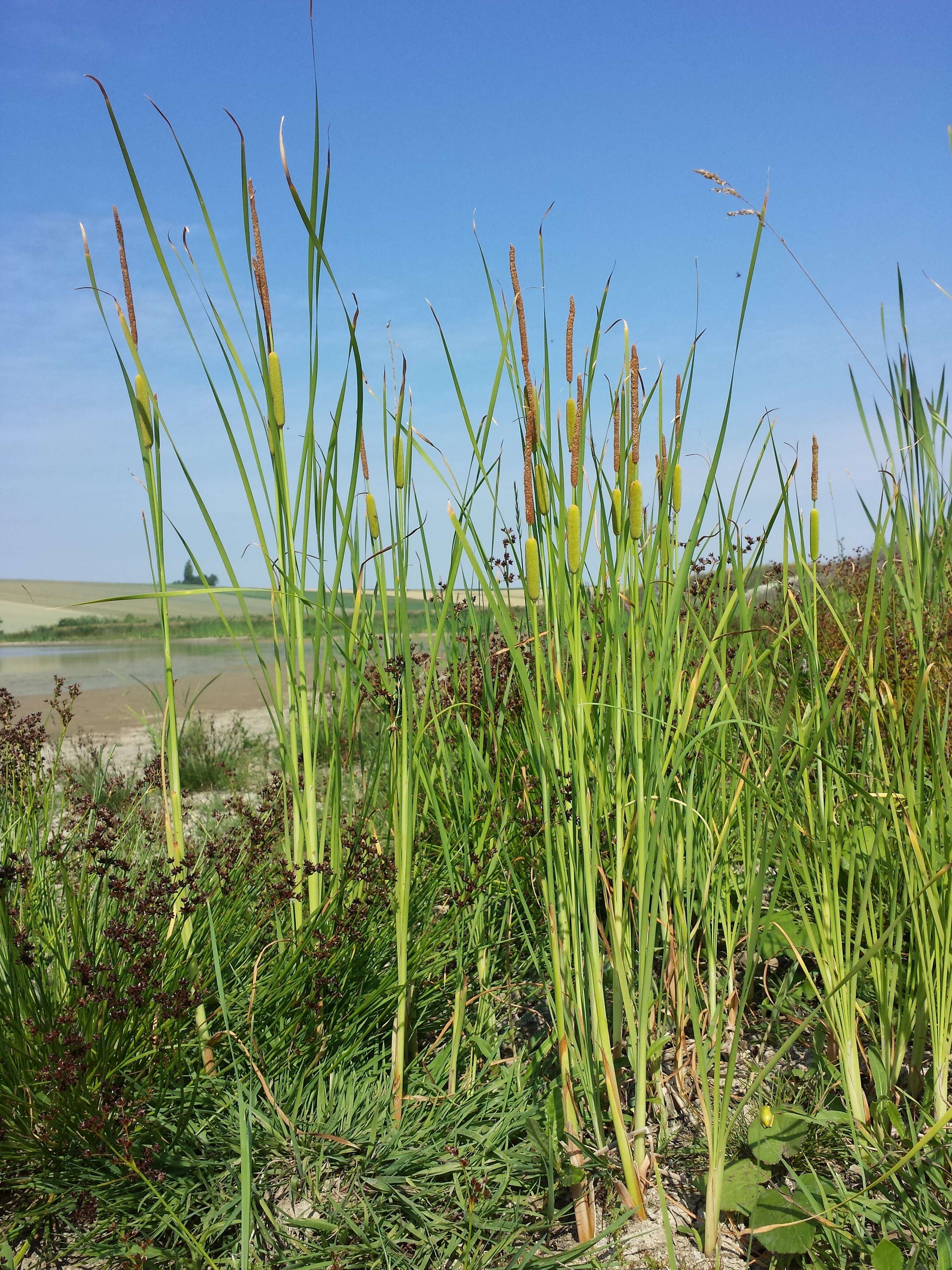 Image of graceful cattail