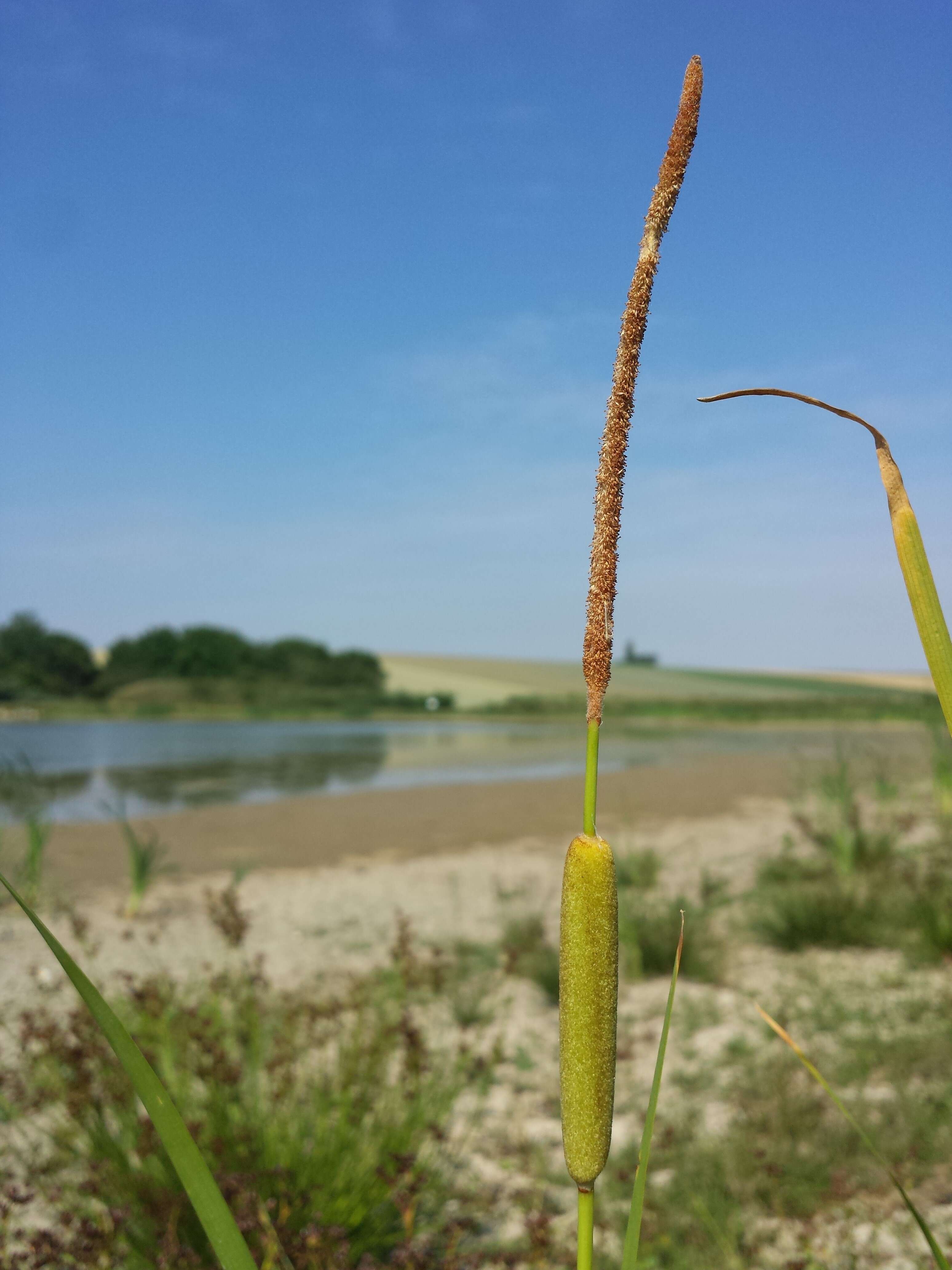 Image of graceful cattail