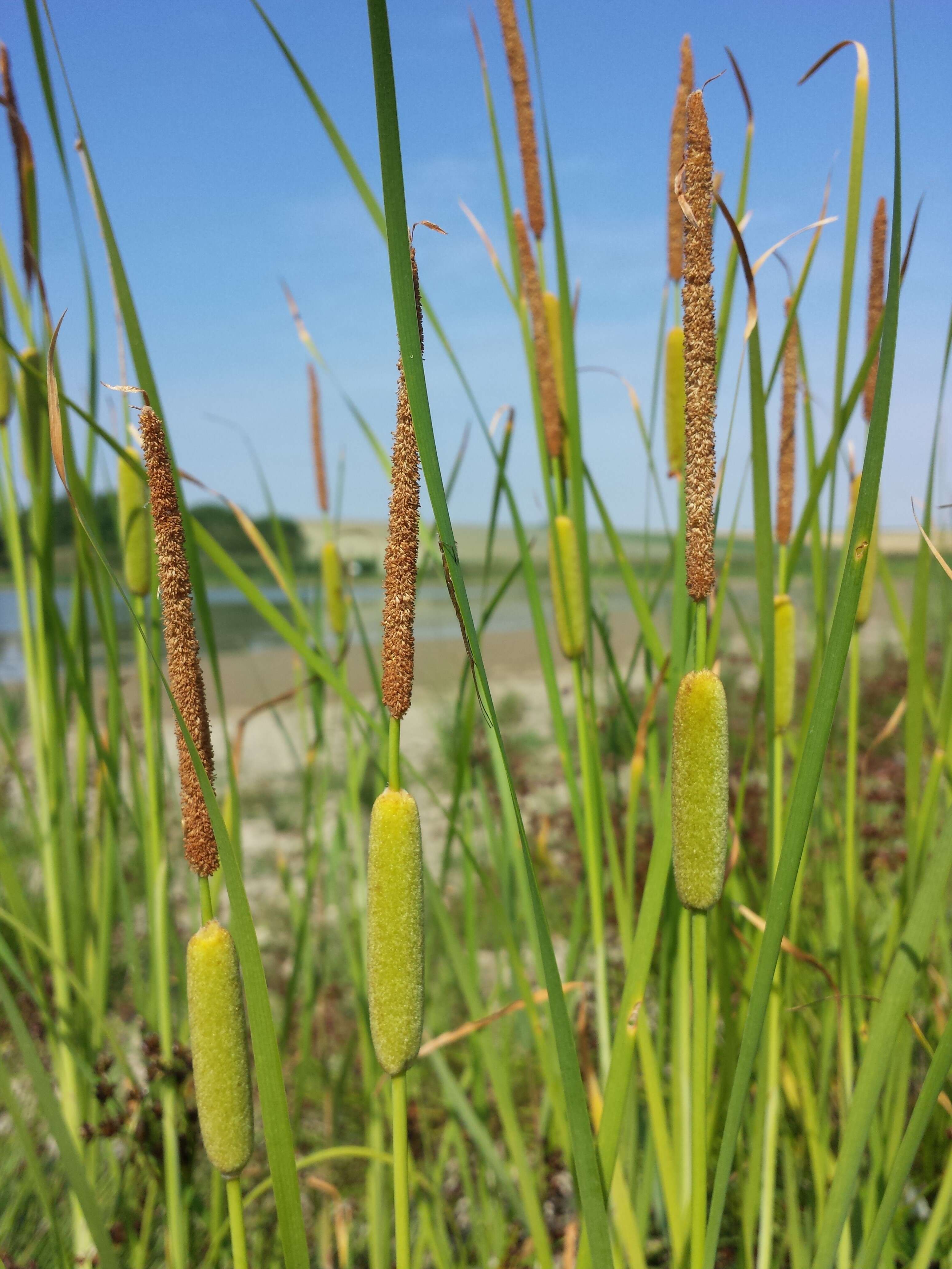 Image of graceful cattail