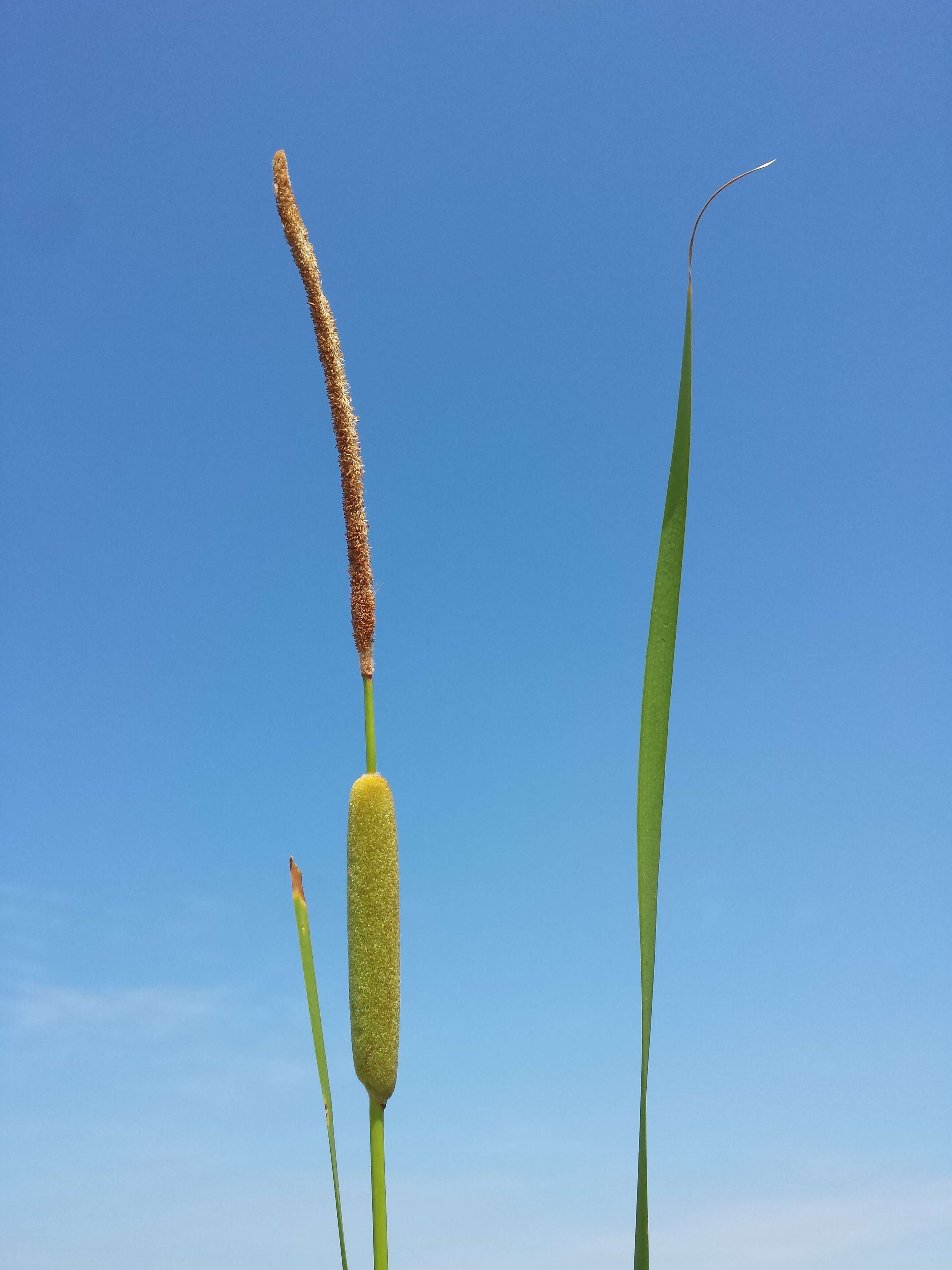 Image of graceful cattail