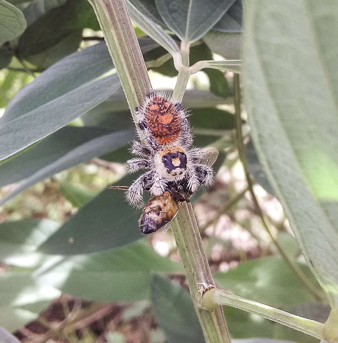 صورة Phidippus regius C. L. Koch 1846