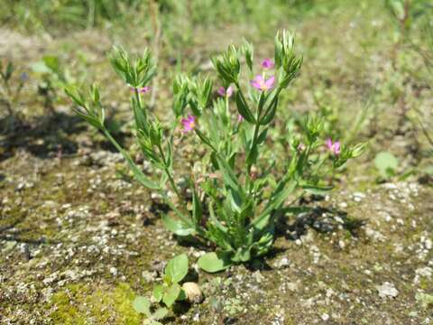 Image of branched centaury