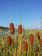 Image of graceful cattail