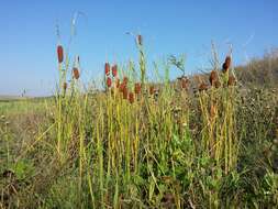 Image of graceful cattail