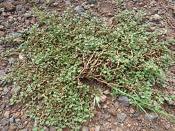 Image of desert horsepurslane