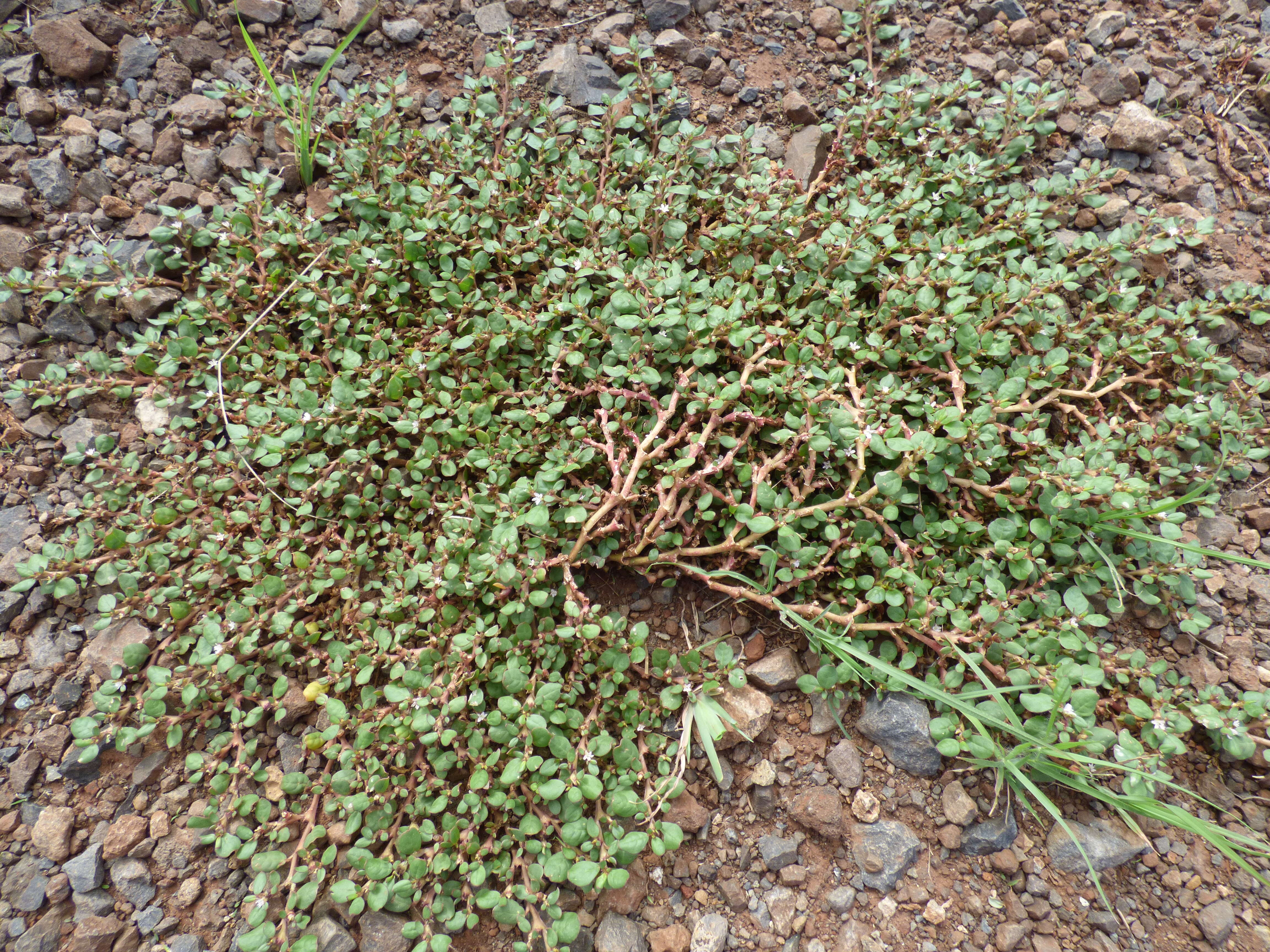 Image of desert horsepurslane