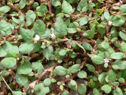 Image of desert horsepurslane