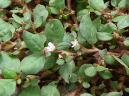 Image of desert horsepurslane