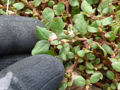 Image of desert horsepurslane