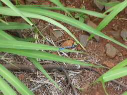 Image of Familiar Bluet