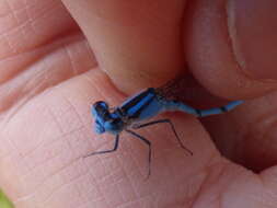 Image of Familiar Bluet