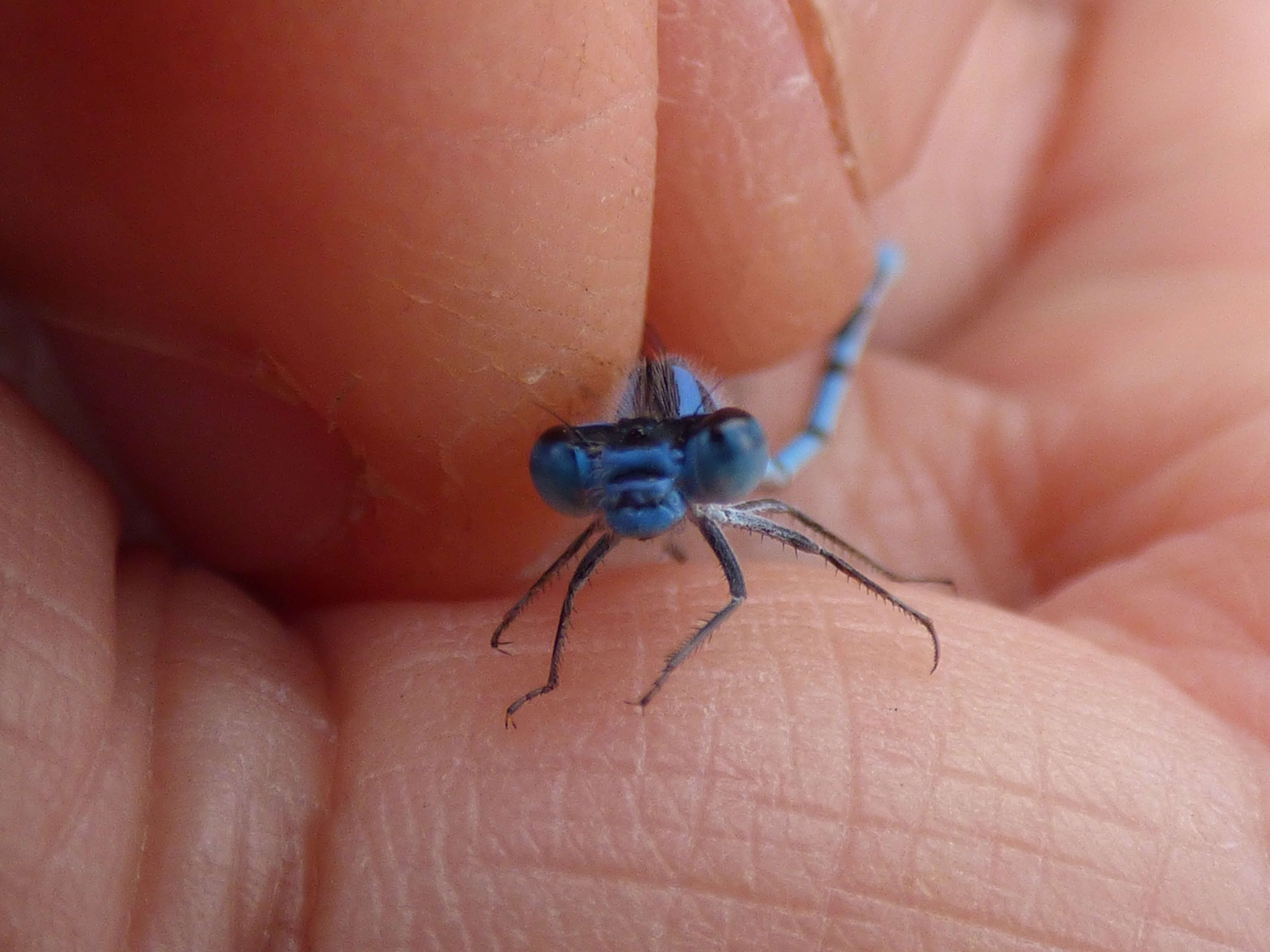 Image of Familiar Bluet