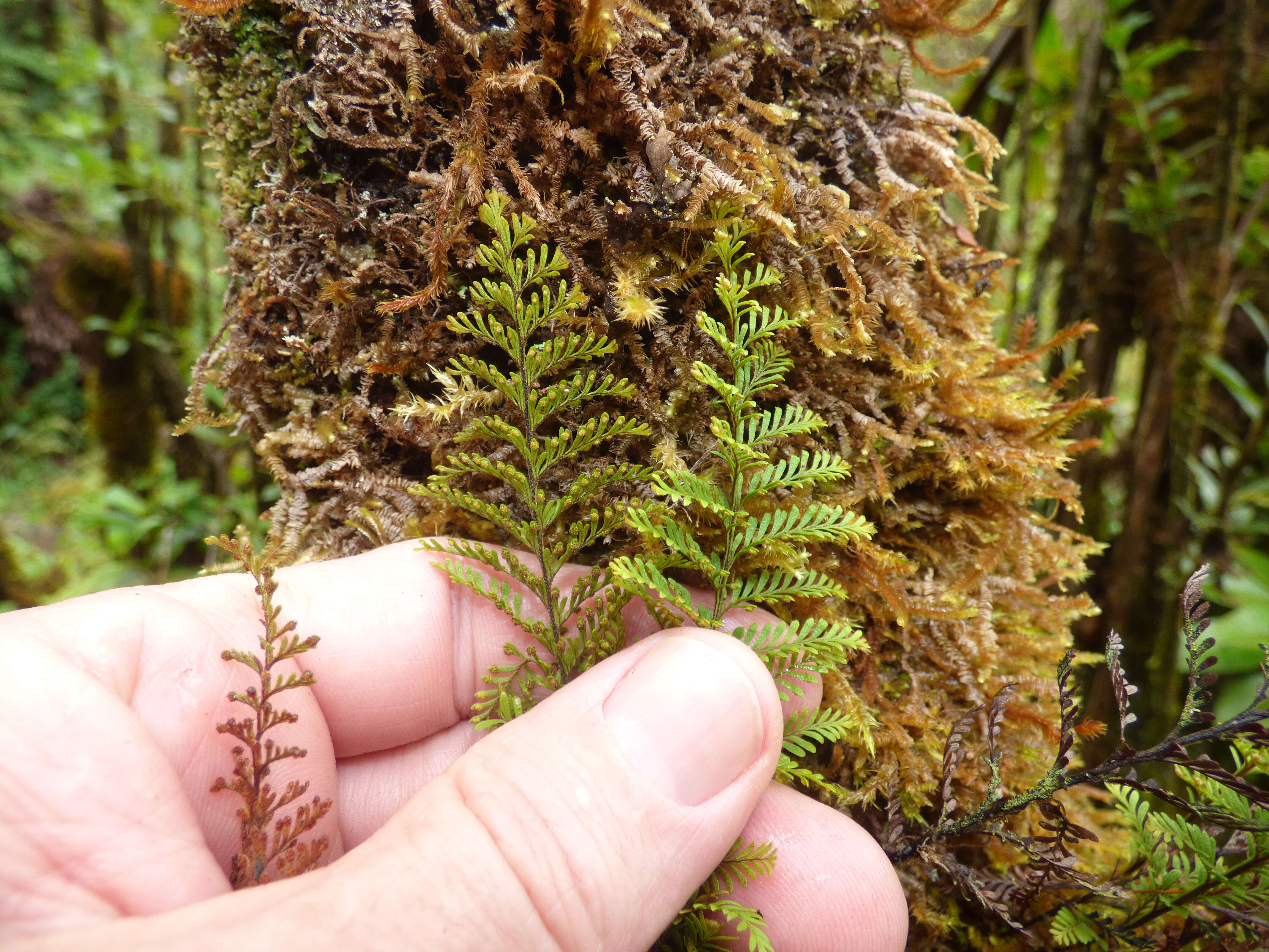 Image of wahini noho mauna