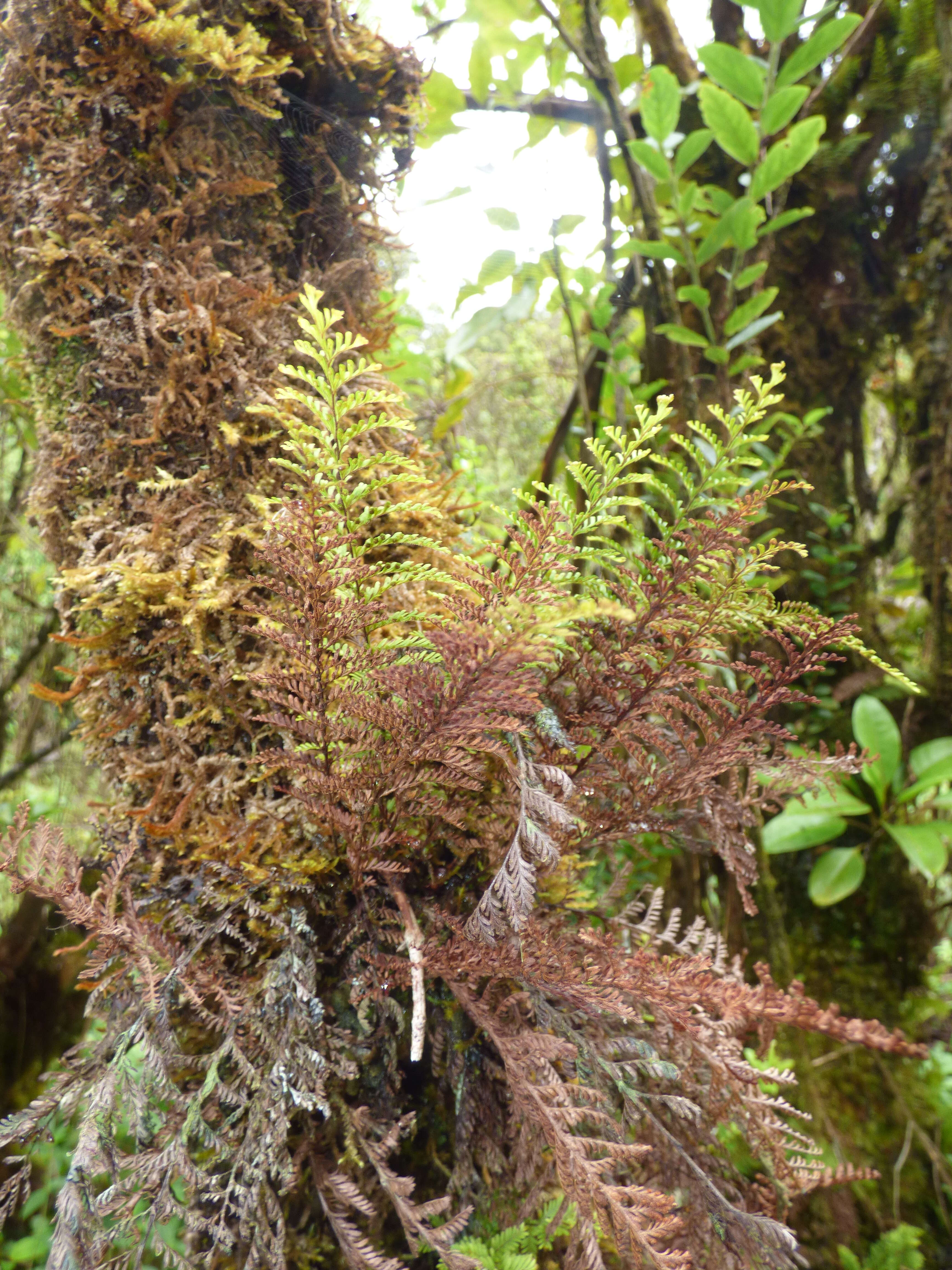 Image of wahini noho mauna