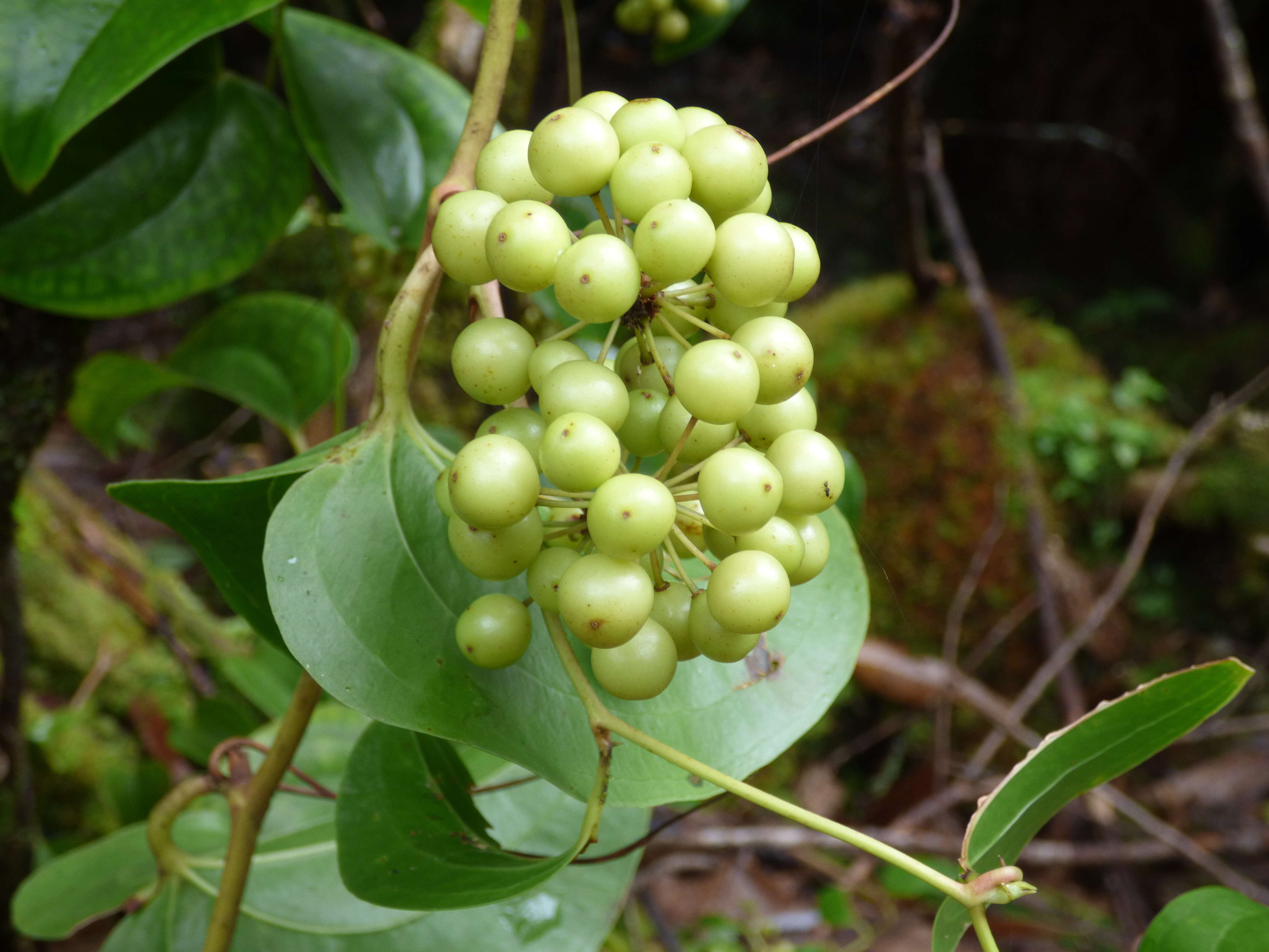 Image of Hawai'i greenbrier