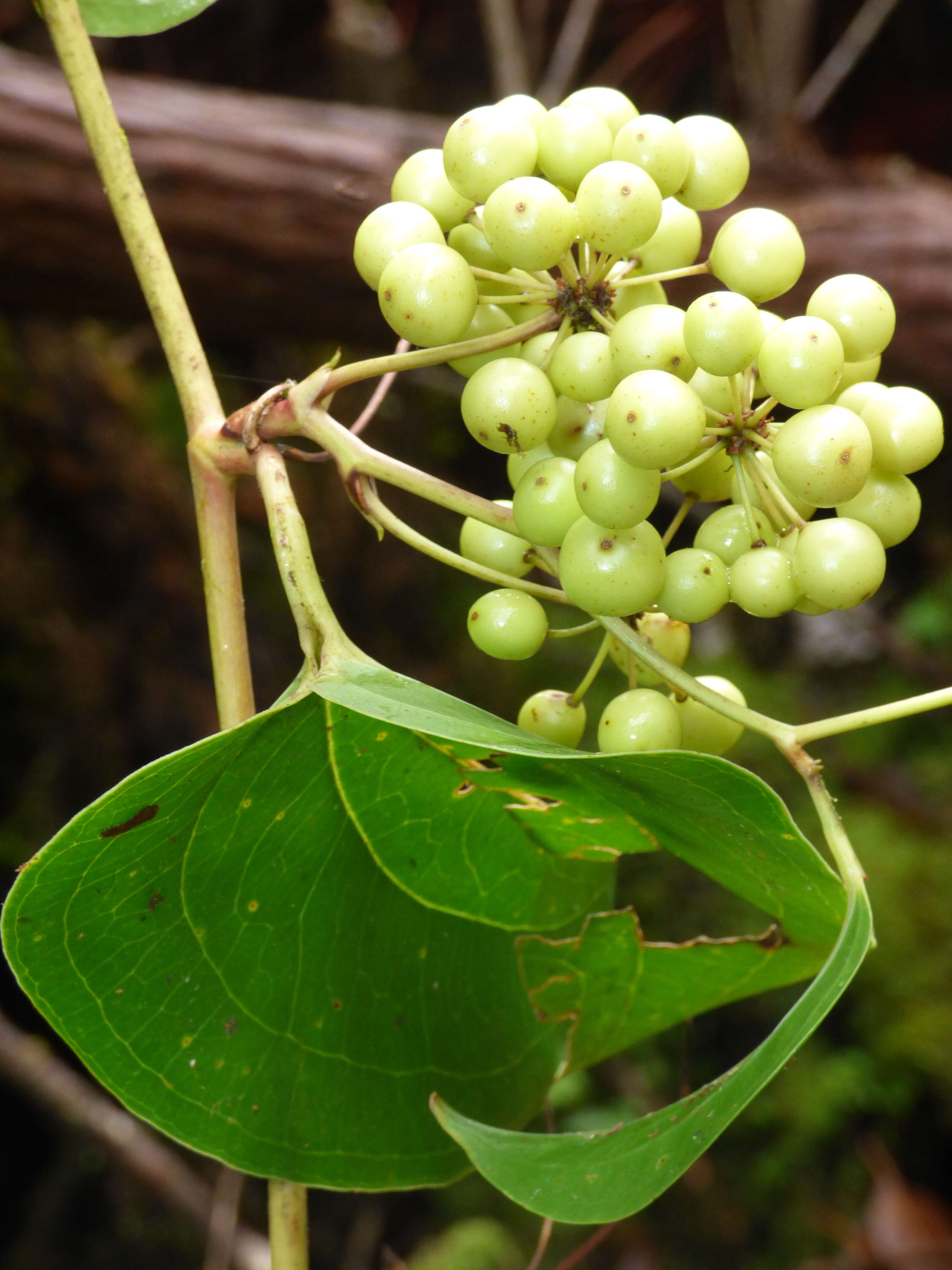 Image of Hawai'i greenbrier