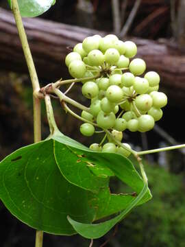 Image of Hawai'i greenbrier