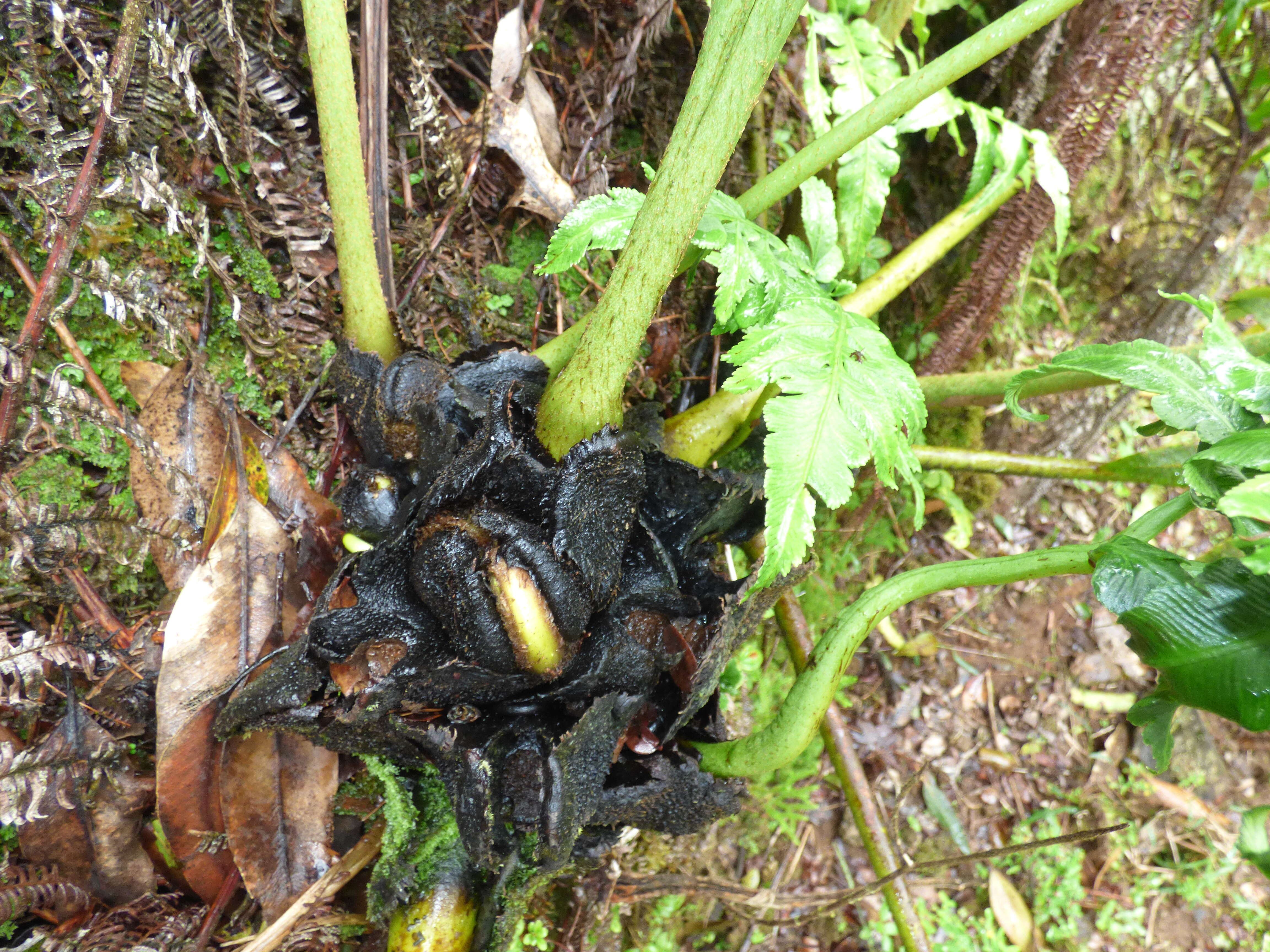 Image of angiopteris fern