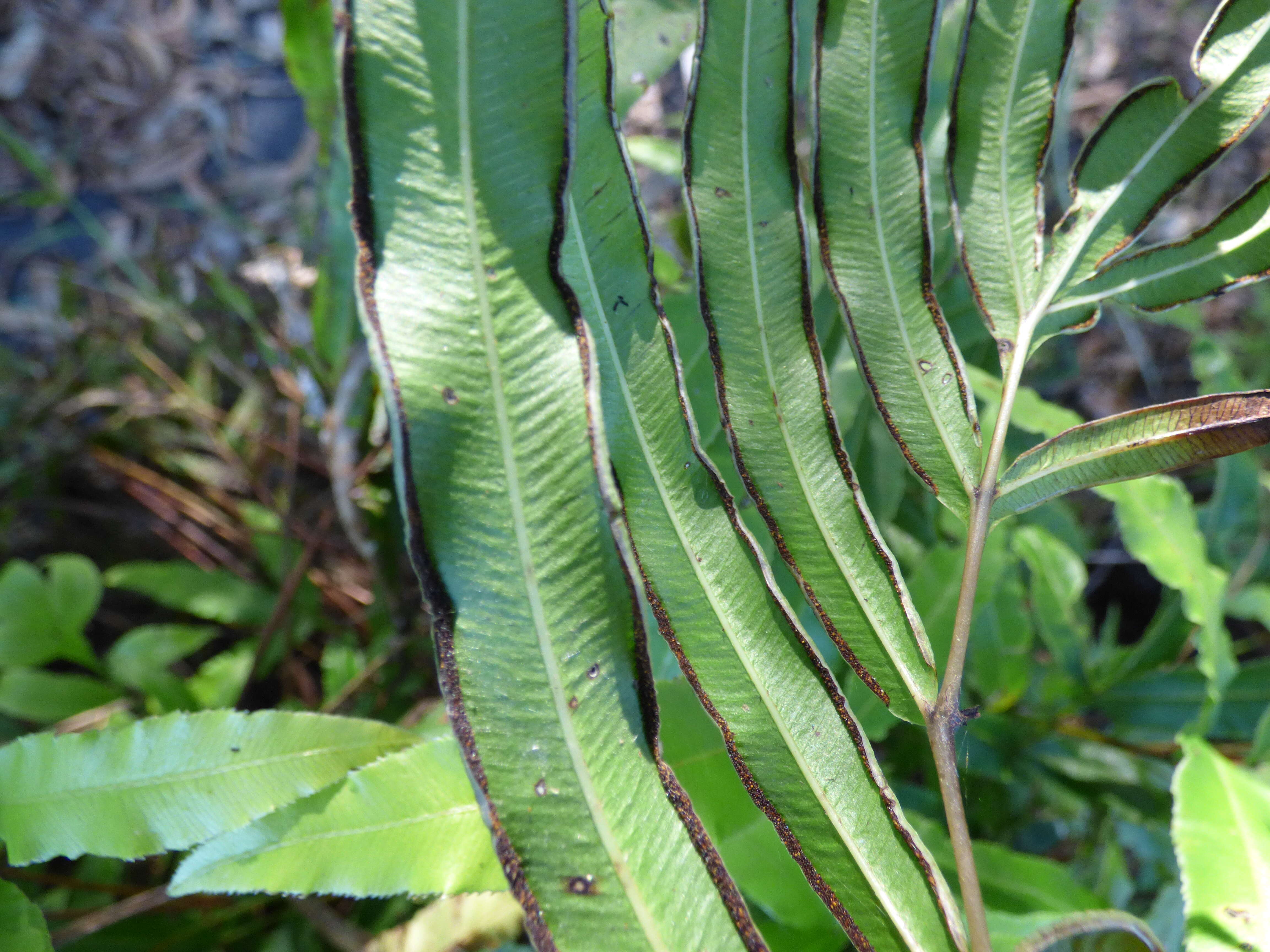 Imagem de Pteris cretica L.