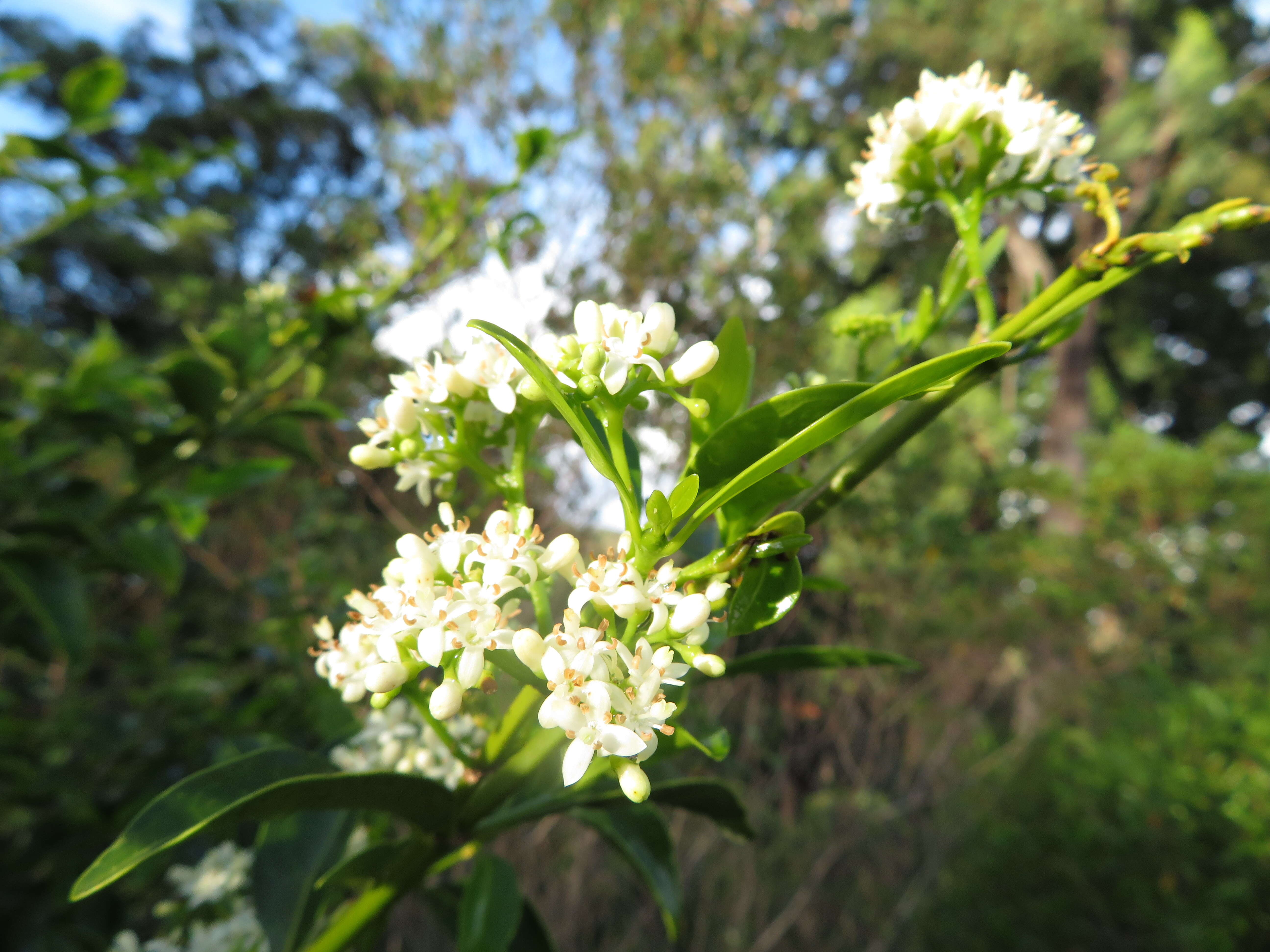 صورة Psydrax odorata (G. Forst.) A. C. Sm. & S. P. Darwin