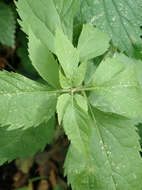 Image of hemp agrimony