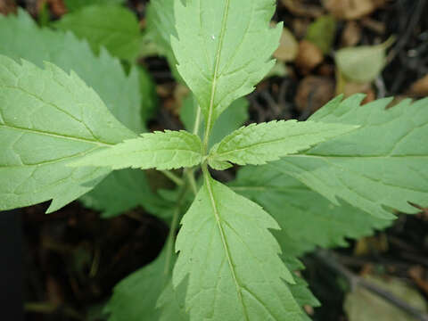 Image of hemp agrimony