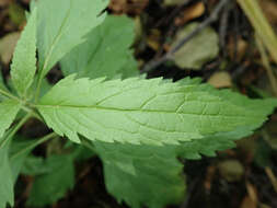 Image of hemp agrimony