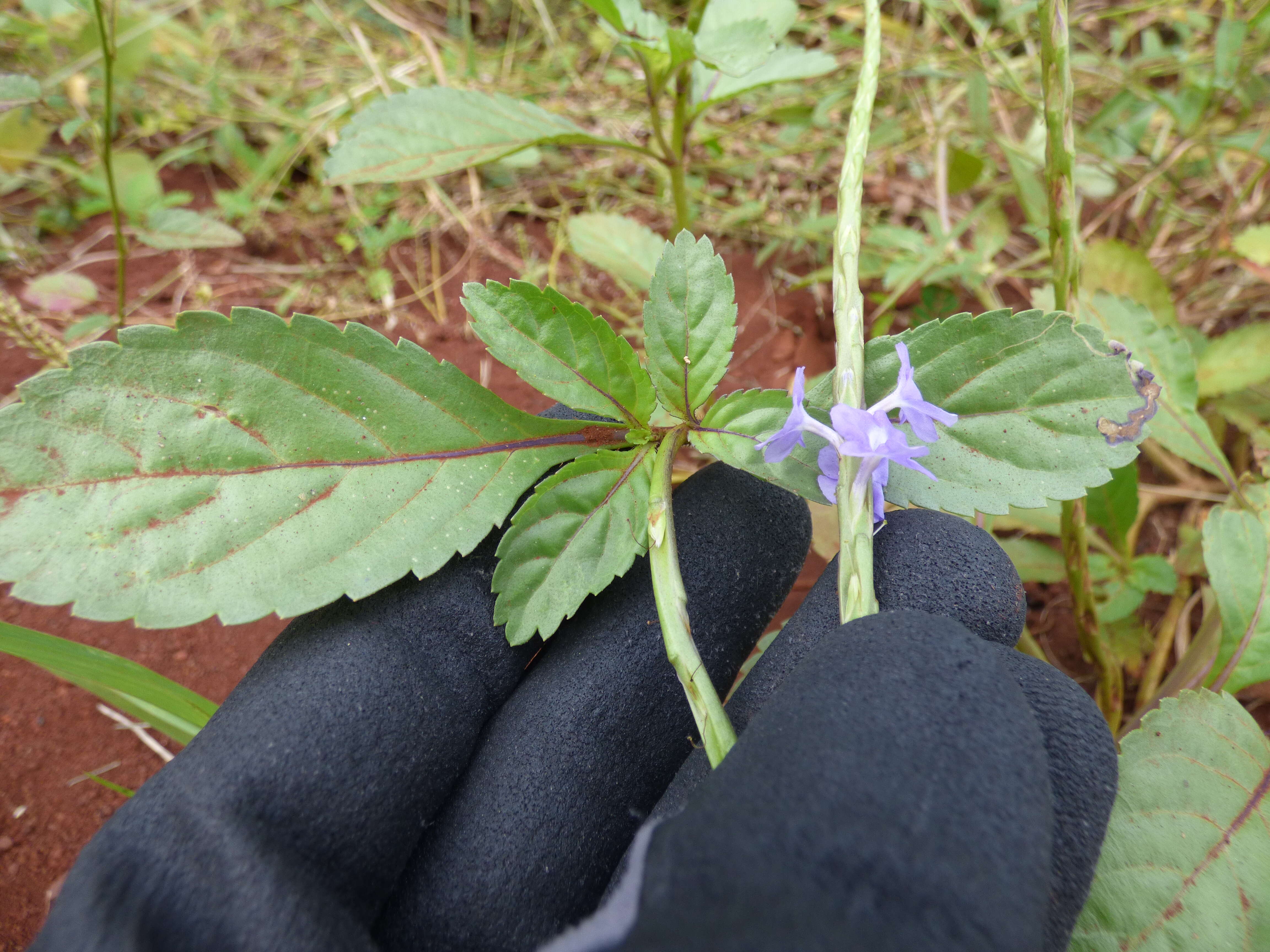 Image of light-blue snakeweed