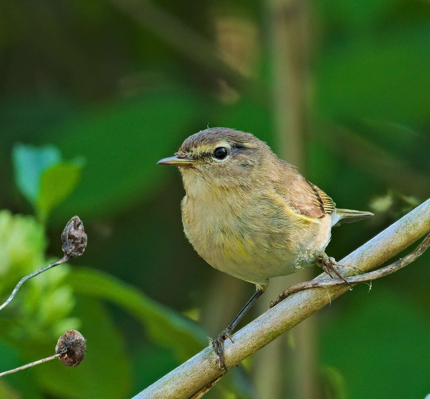 Image of Common Chiffchaff