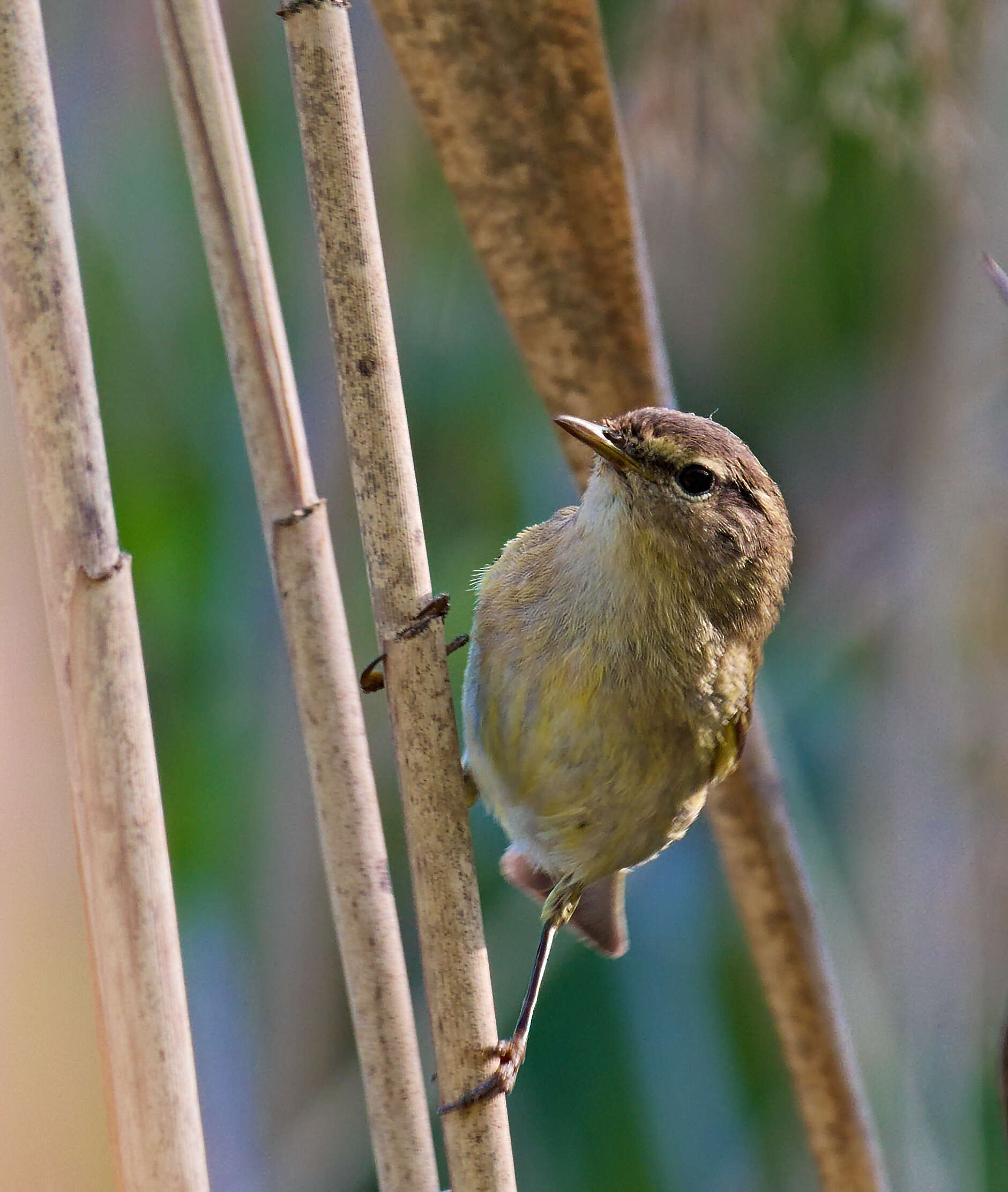 Image of Common Chiffchaff