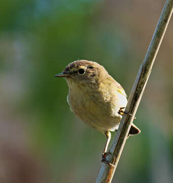 Image of Common Chiffchaff