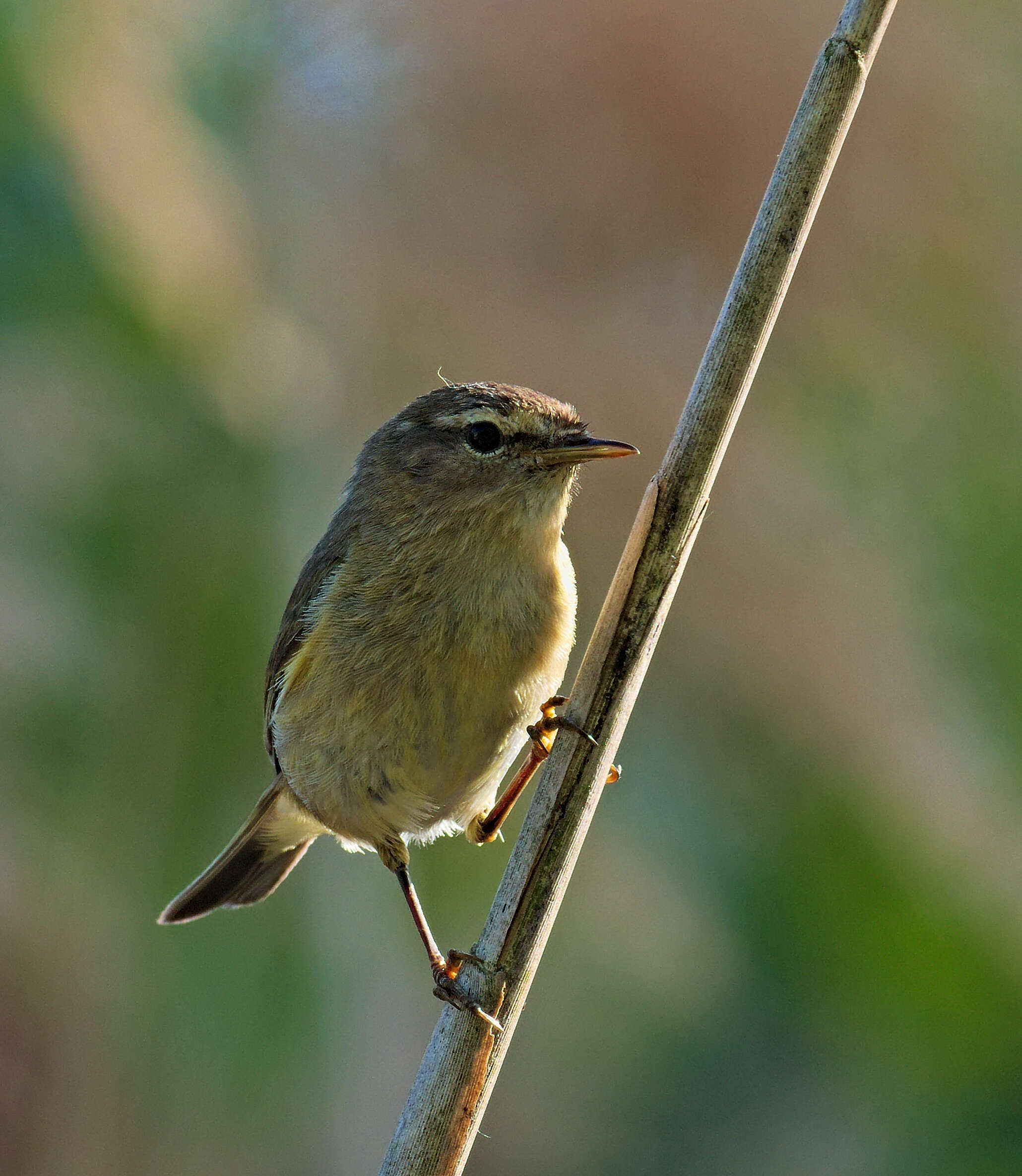 Image of Common Chiffchaff