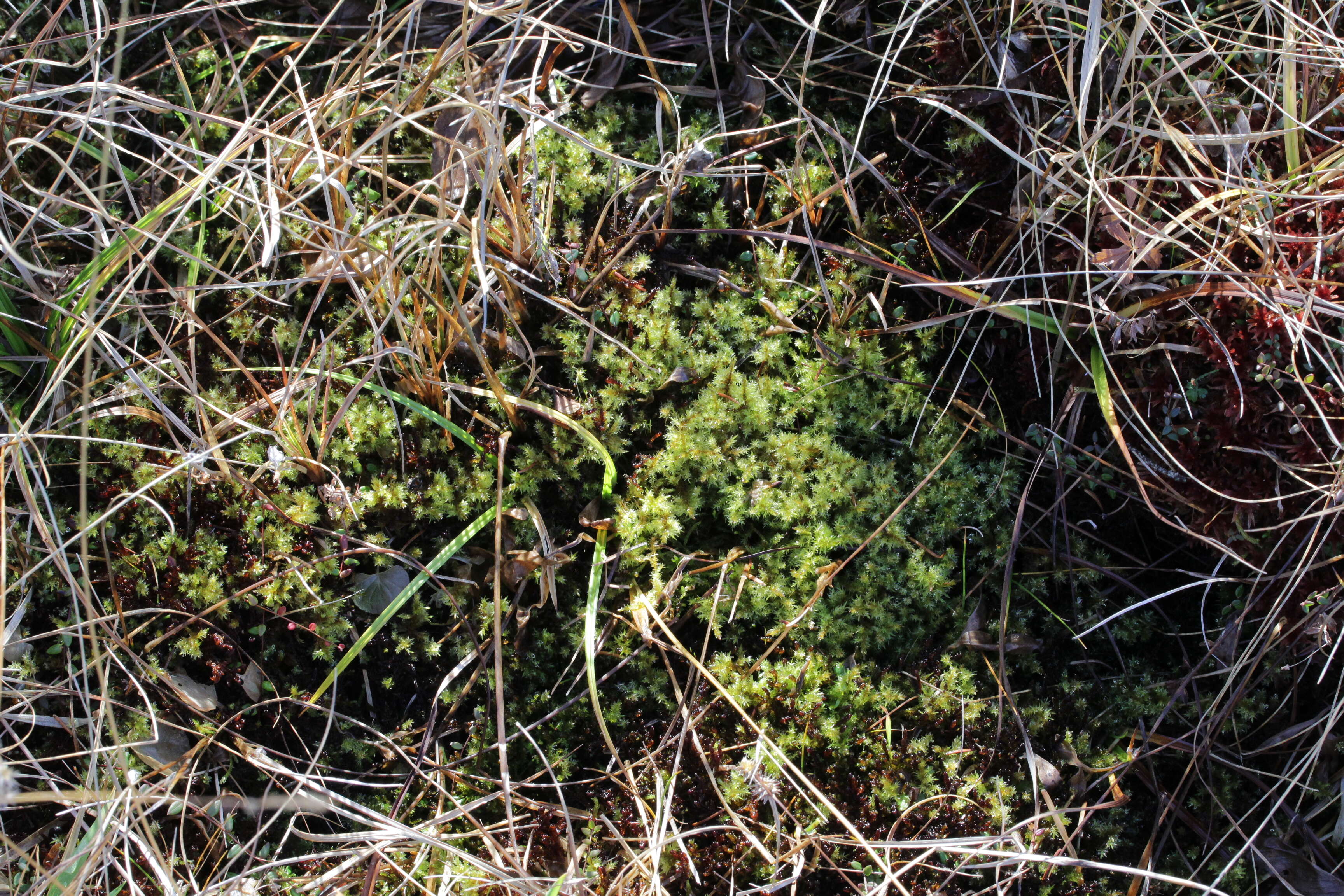 Image of giant calliergon moss