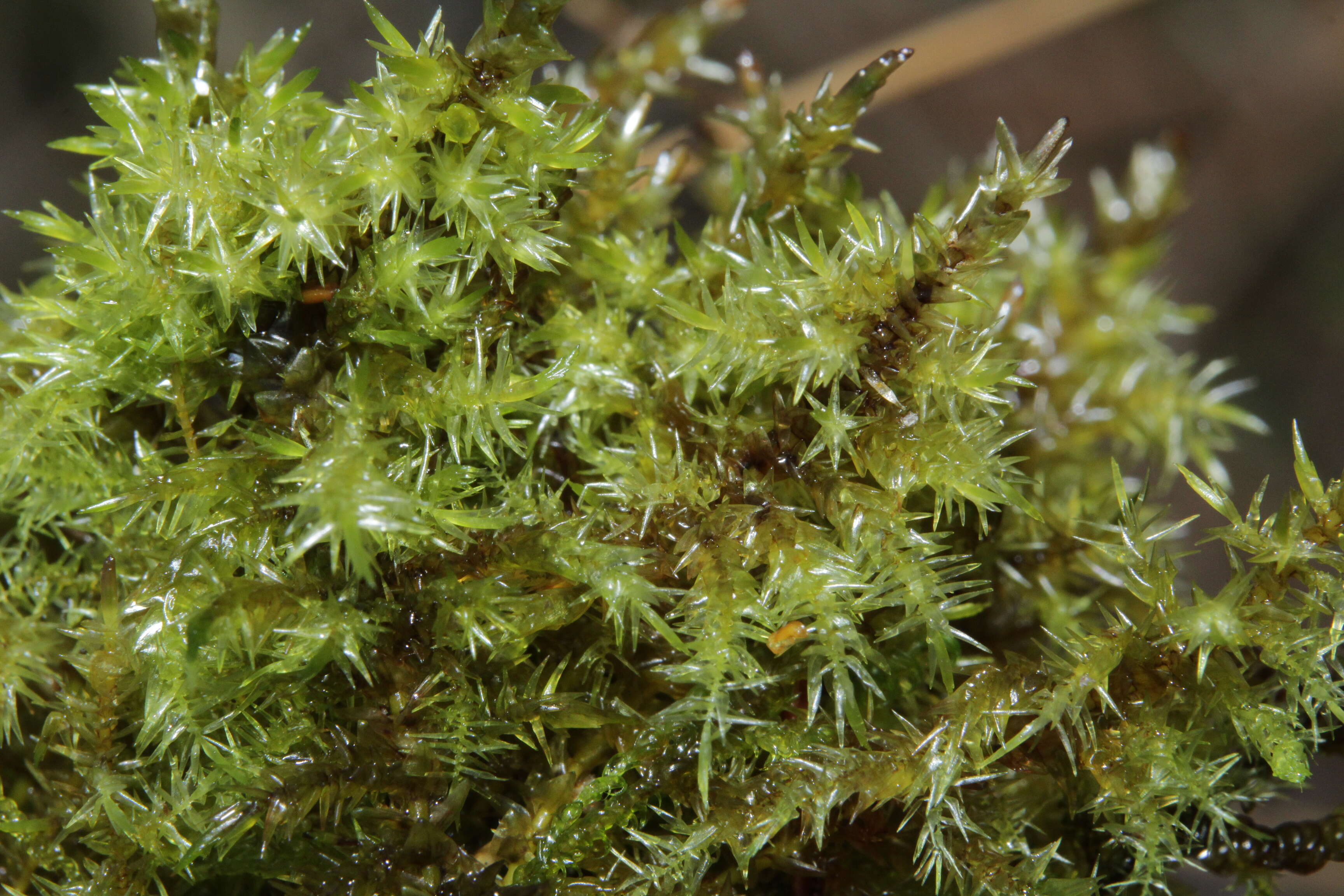 Image of giant calliergon moss