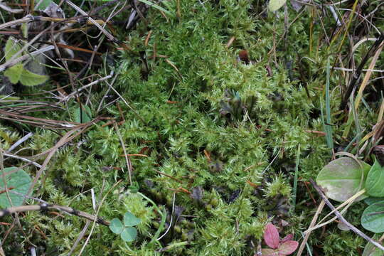 Image of giant calliergon moss