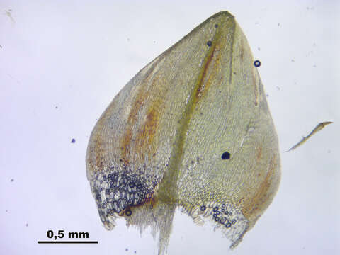 Image of giant calliergon moss