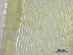 Image of giant calliergon moss