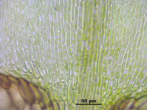 Image of giant calliergon moss