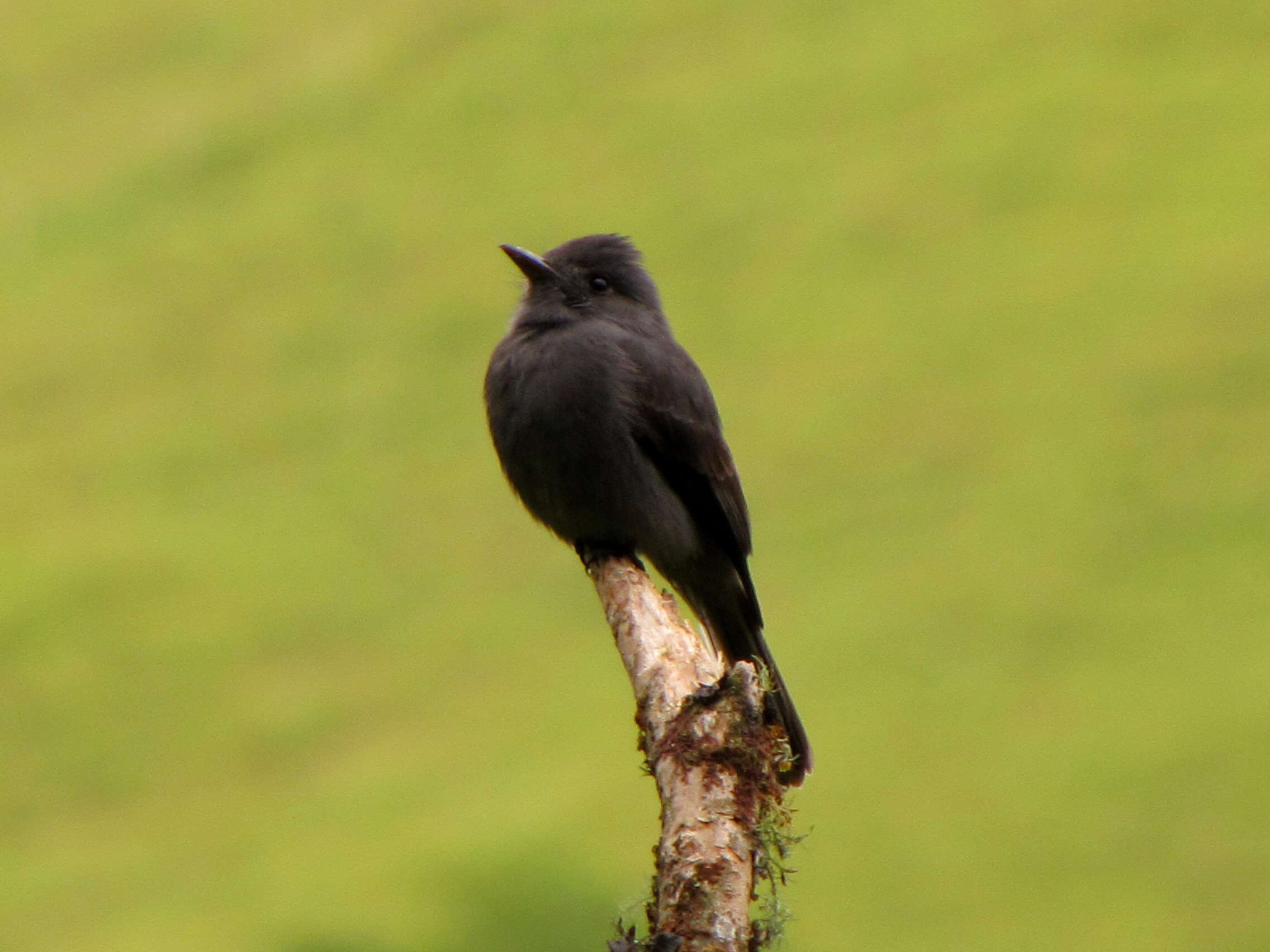 Image of Smoke-colored Pewee