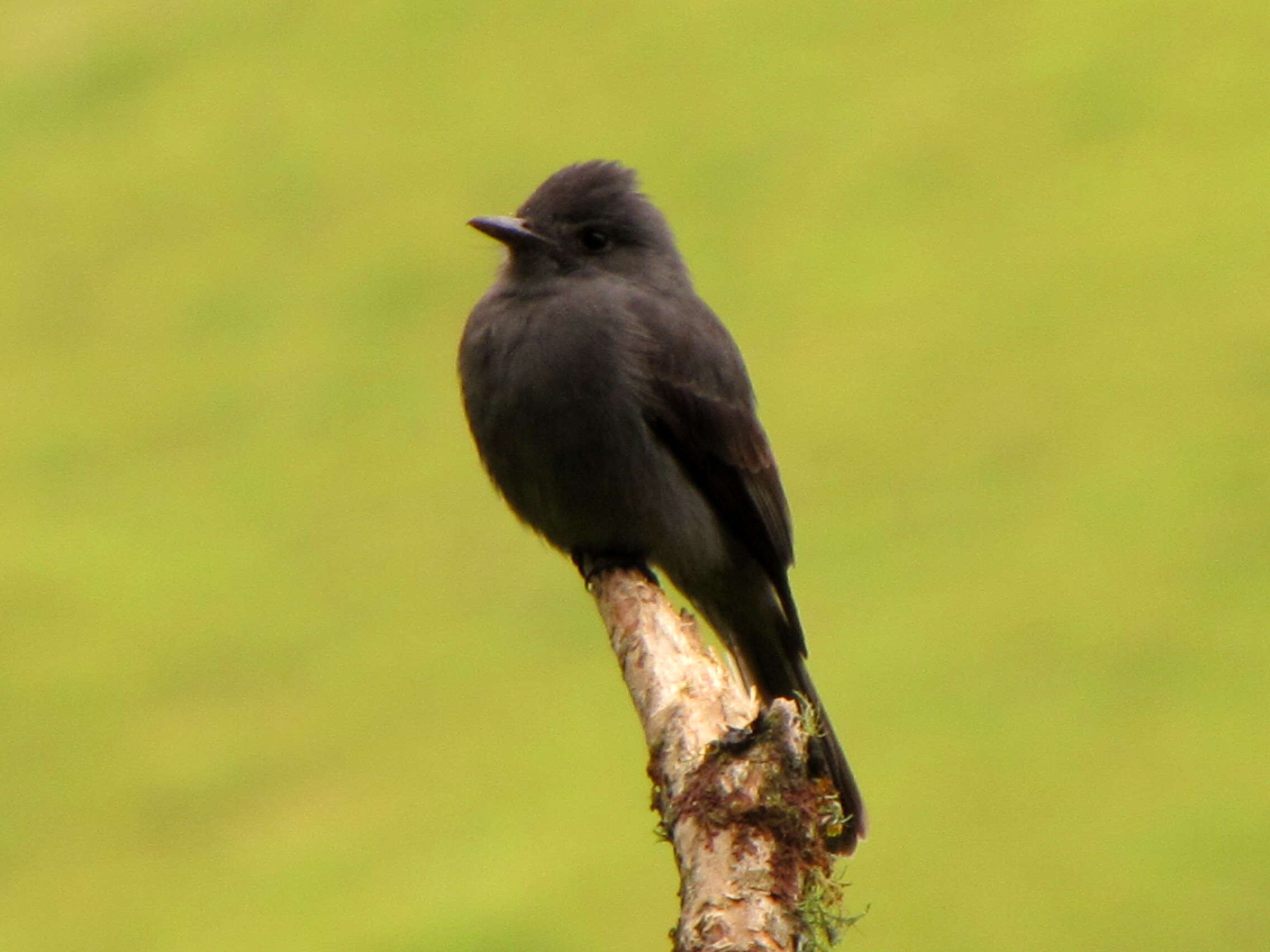 Image of Smoke-colored Pewee