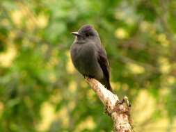 Image of Smoke-colored Pewee