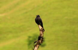 Image of Smoke-colored Pewee