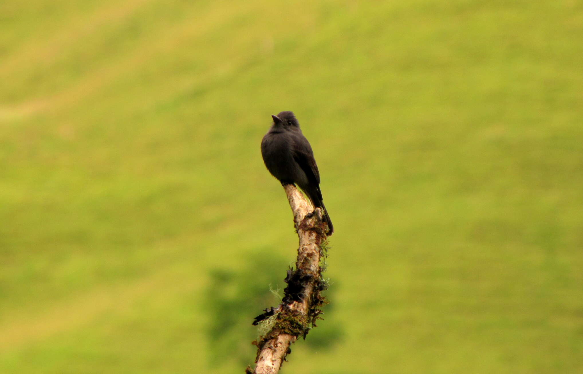 Image of Smoke-colored Pewee