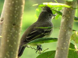 Elaenia flavogaster (Thunberg 1822) resmi